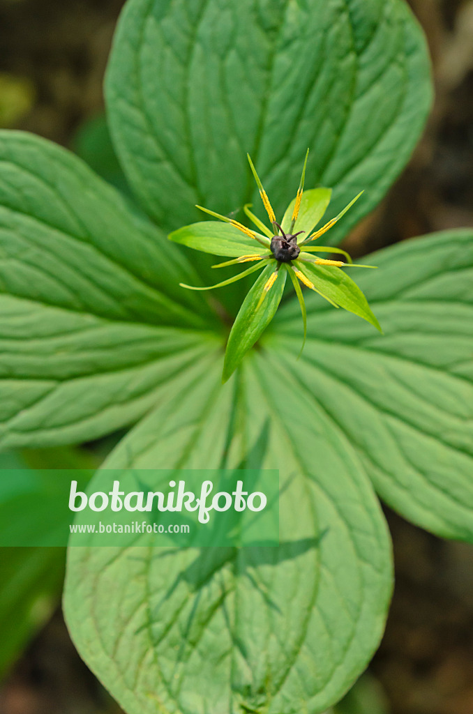 508005 - Vierblättrige Einbeere (Paris quadrifolia)