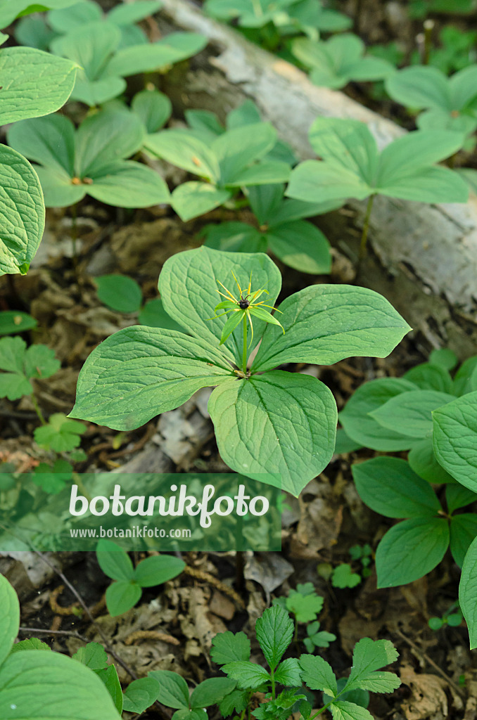 508006 - Vierblättrige Einbeere (Paris quadrifolia)