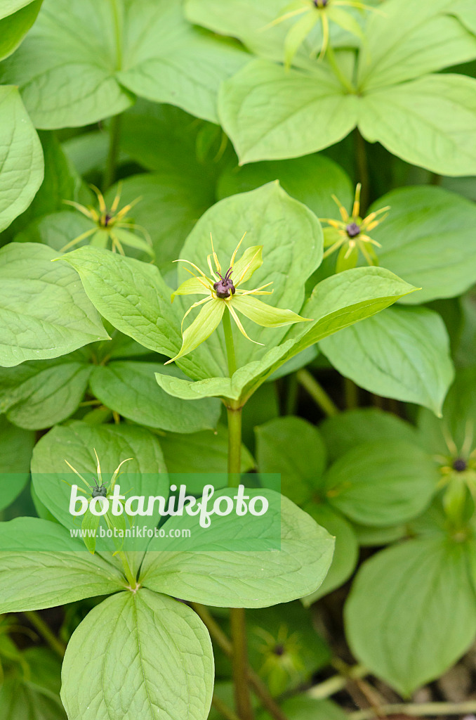 531150 - Vierblättrige Einbeere (Paris quadrifolia)