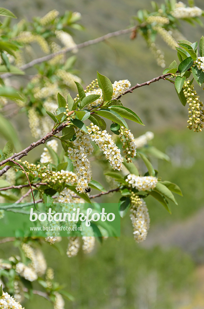 508331 - Virginische Traubenkirsche (Prunus virginiana)