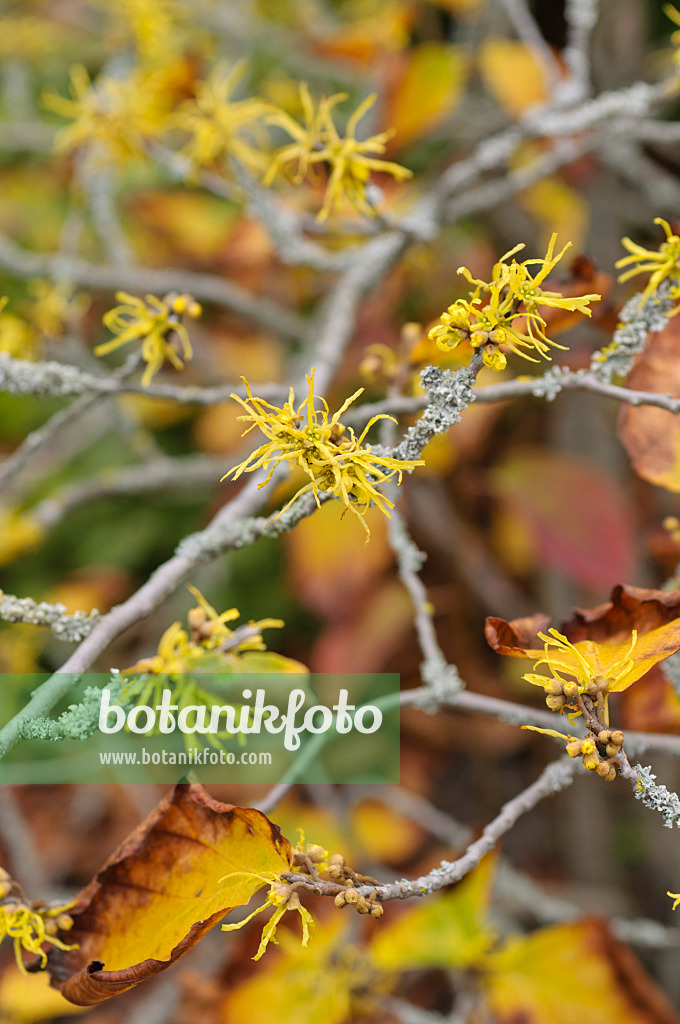 489026 - Virginische Zaubernuss (Hamamelis virginiana)