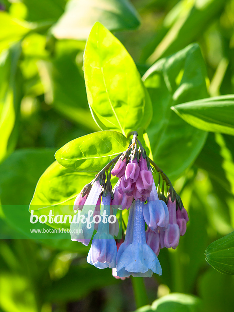 436272 - Virginisches Blauglöckchen (Mertensia virginica)