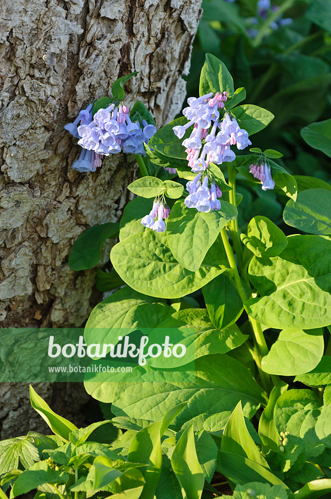 471139 - Virginisches Blauglöckchen (Mertensia virginica)