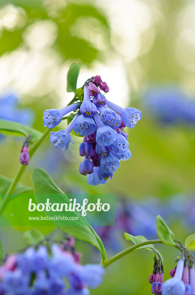 520031 - Virginisches Blauglöckchen (Mertensia virginica)