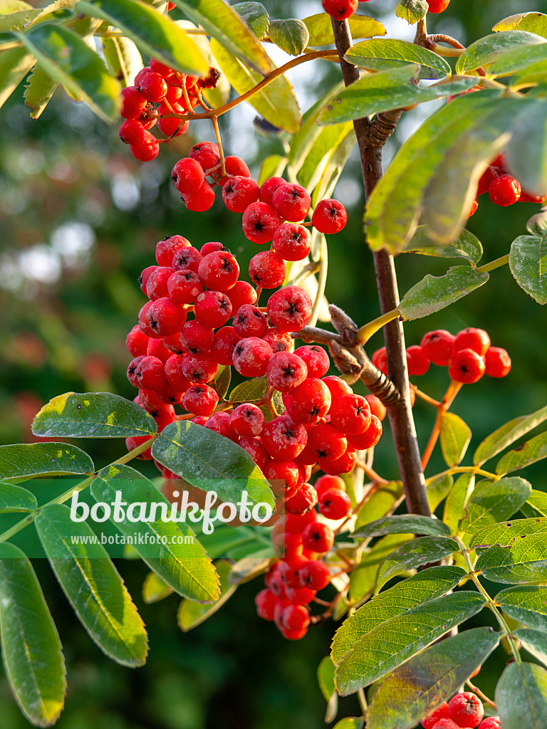 441193 - Vogelbeere (Sorbus aucuparia)