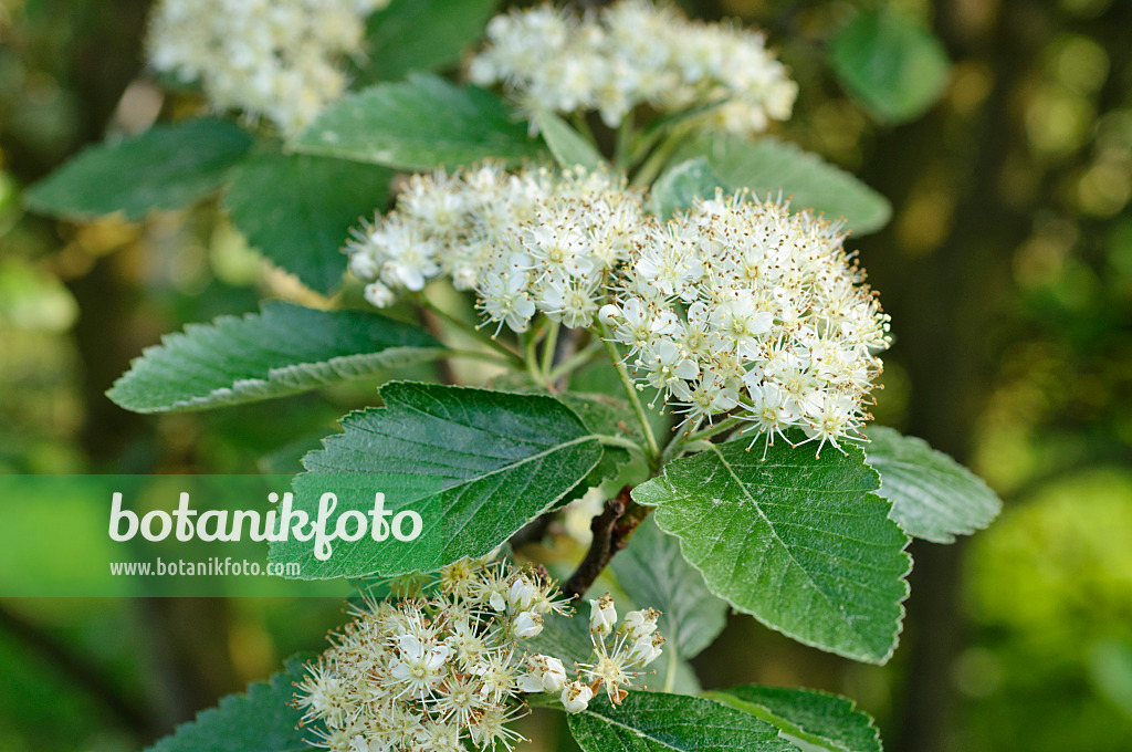 472075 - Vogesen-Mehlbeere (Sorbus mougeotii)