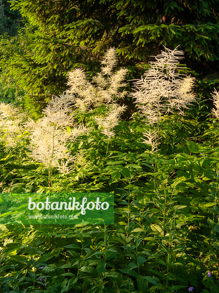 402003 - Waldgeißbart (Aruncus dioicus)