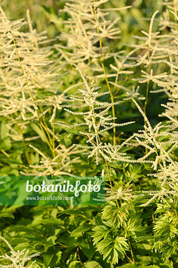 520367 - Waldgeißbart (Aruncus dioicus)