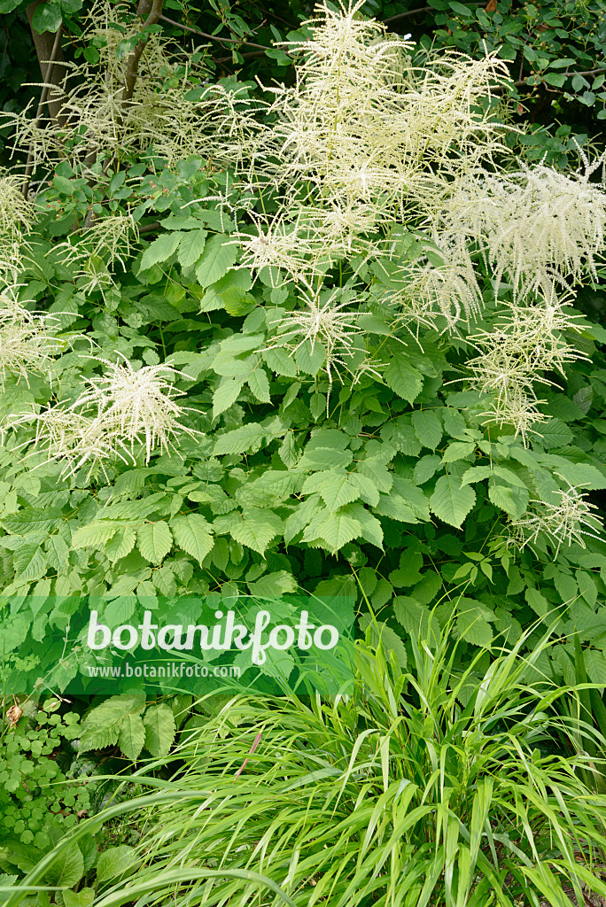 531240 - Waldgeißbart (Aruncus dioicus)