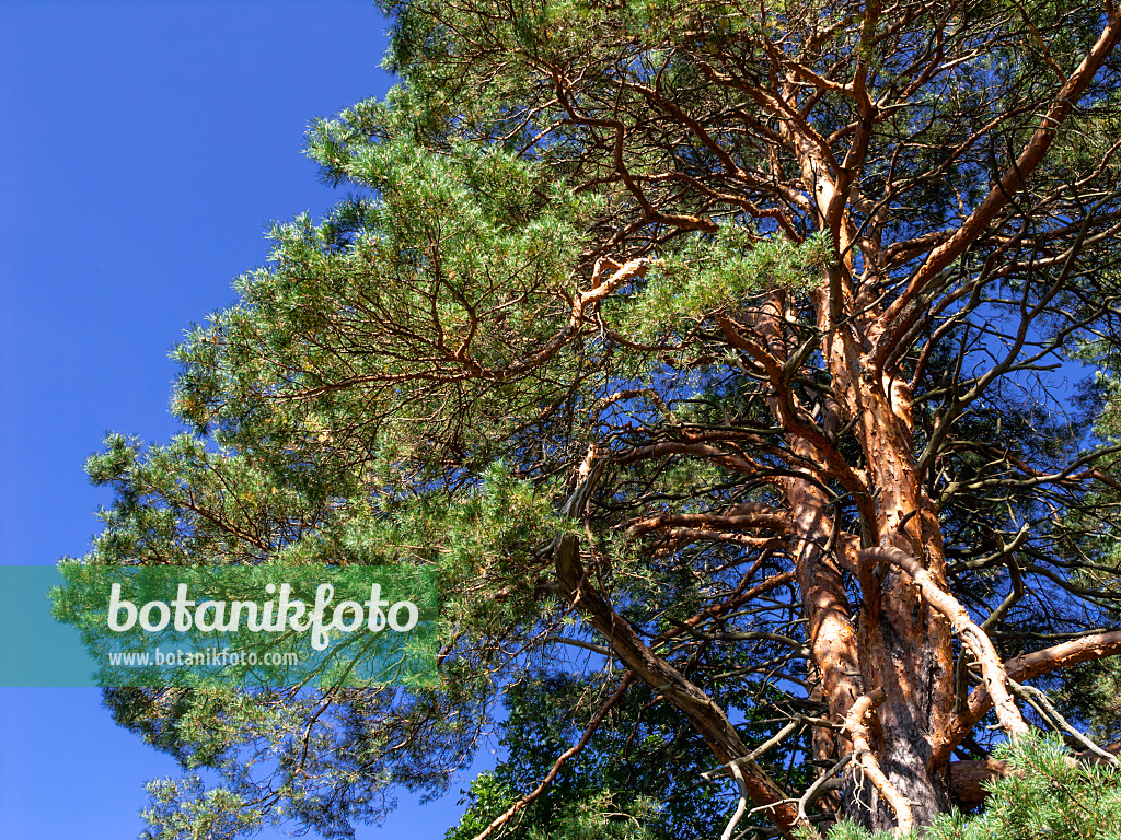 428358 - Waldkiefer (Pinus sylvestris)