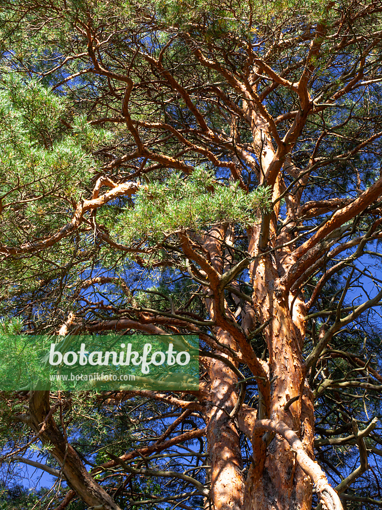 428359 - Waldkiefer (Pinus sylvestris)