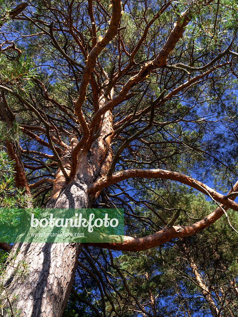 428360 - Waldkiefer (Pinus sylvestris)