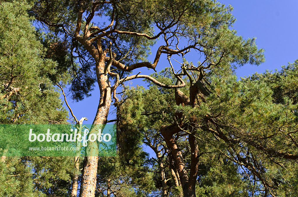 500235 - Waldkiefer (Pinus sylvestris)