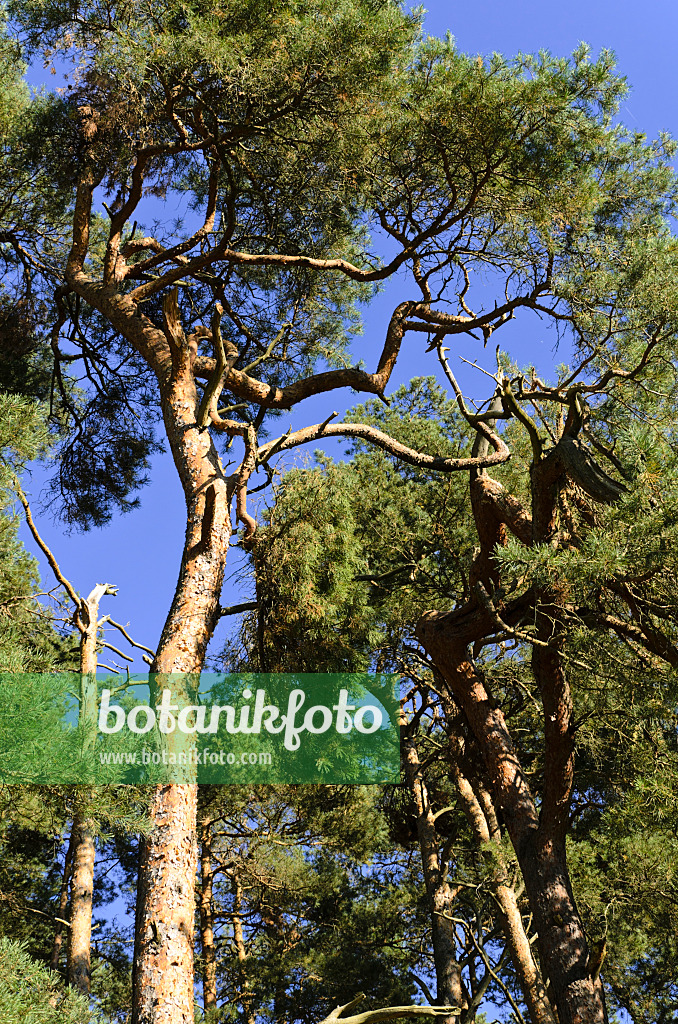 500236 - Waldkiefer (Pinus sylvestris)