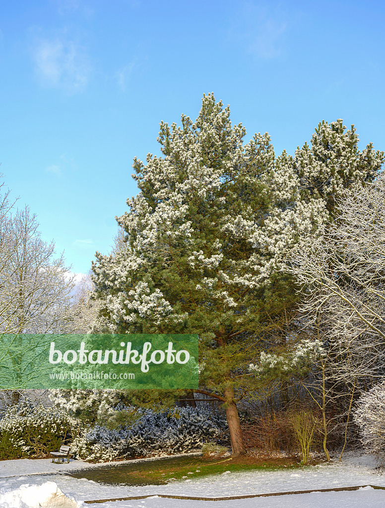 575196 - Waldkiefer (Pinus sylvestris)