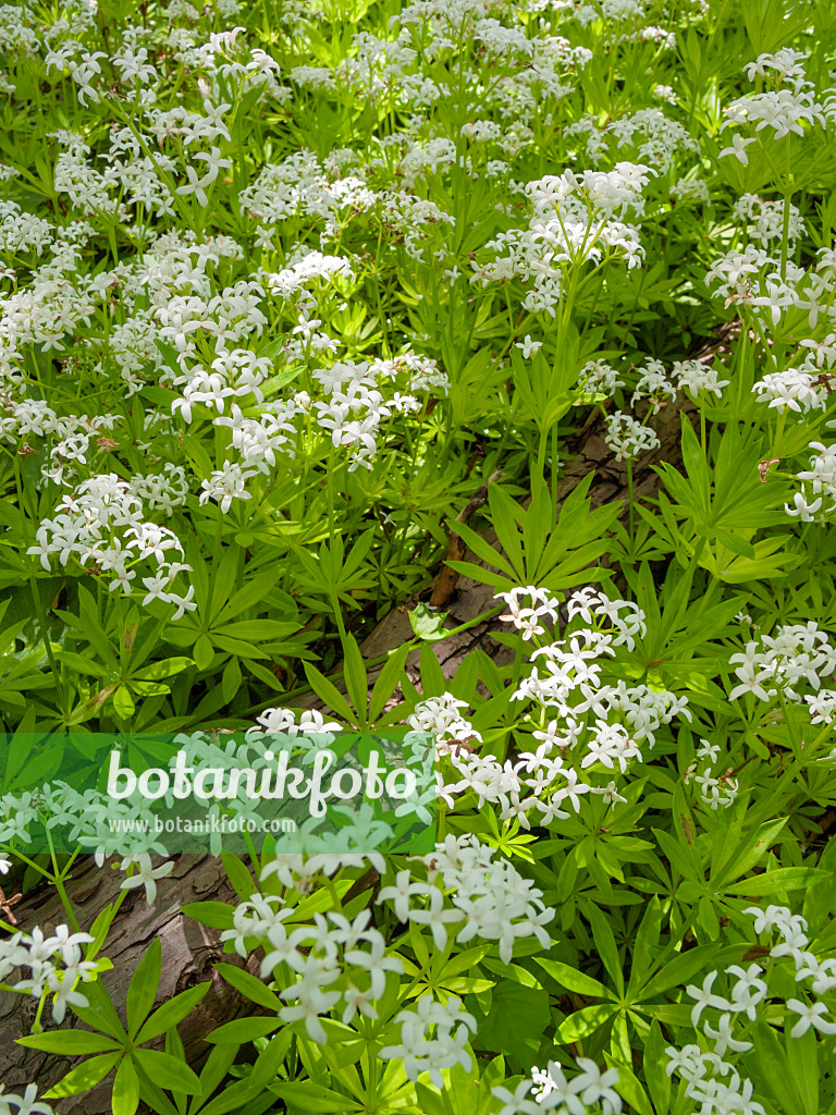 401164 - Waldmeister (Galium odoratum)