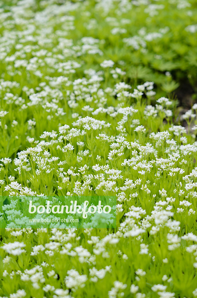 520087 - Waldmeister (Galium odoratum)