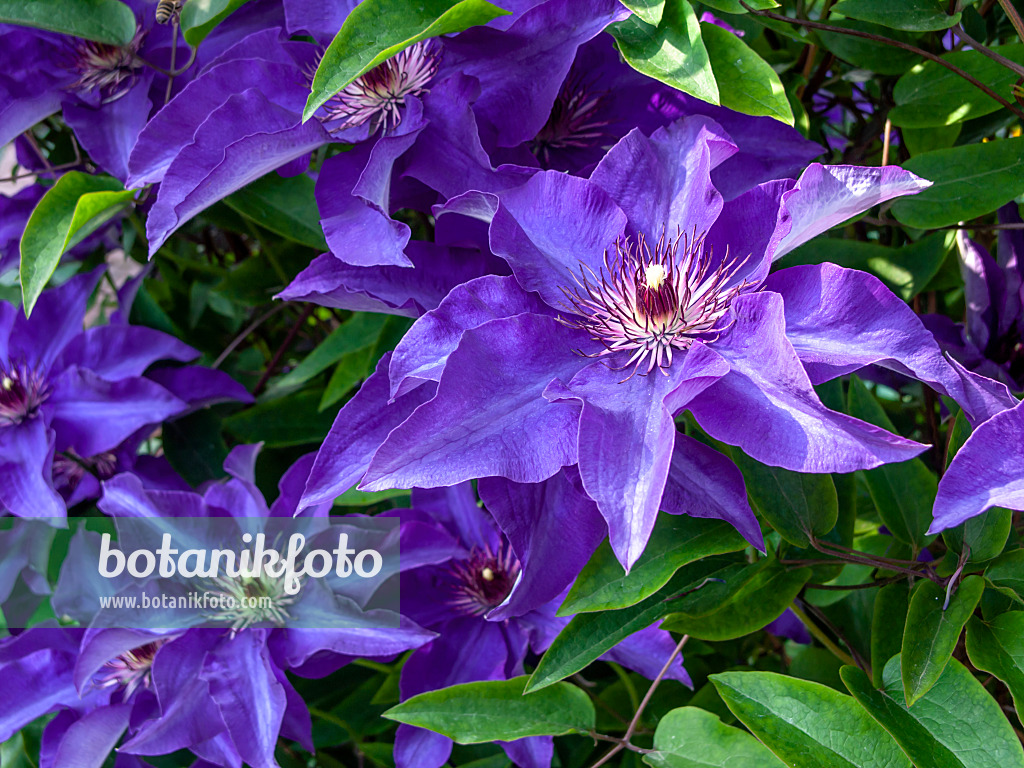 426118 - Waldrebe (Clematis)