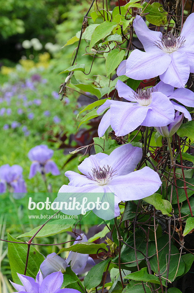 508123 - Waldrebe (Clematis)