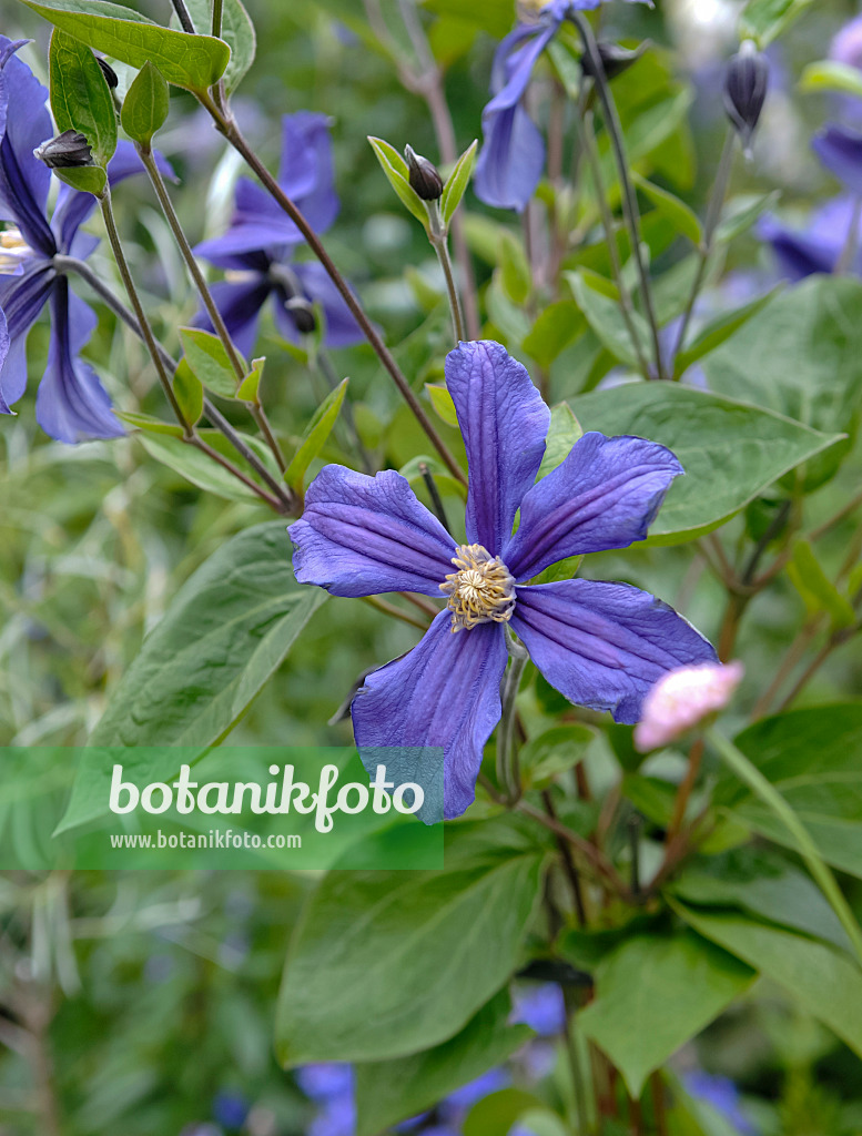 454012 - Waldrebe (Clematis diversifolia 'Durandii')