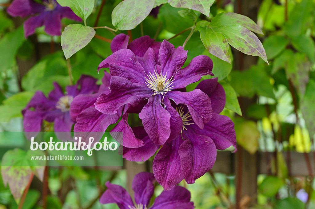 473271 - Waldrebe (Clematis Etoile Violette)