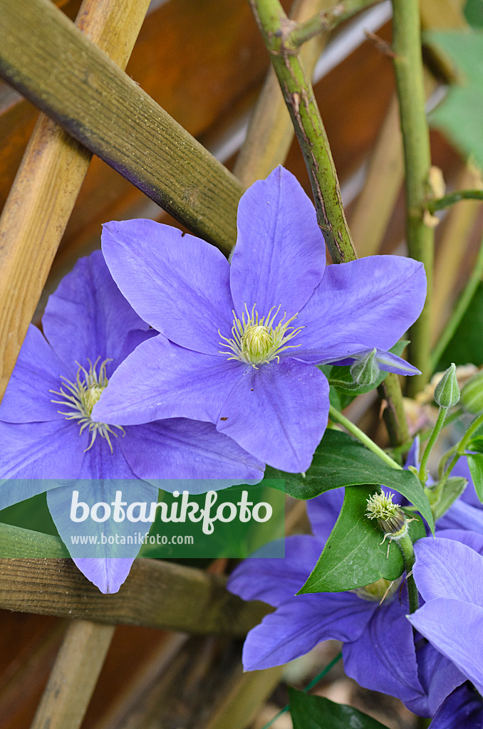 497178 - Waldrebe (Clematis Fujimusume)