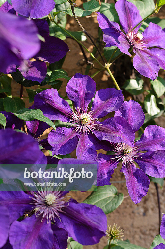 475083 - Waldrebe (Clematis Gipsy Queen)