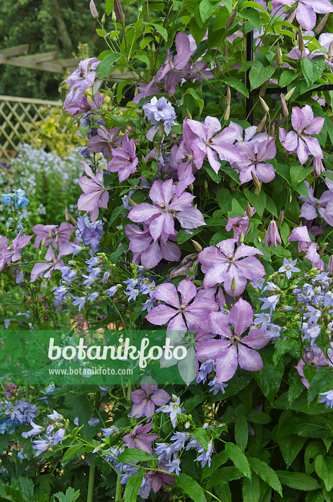 510054 - Waldrebe (Clematis Hagleys Hybrid) und Riesenglockenblume (Campanula lactiflora)