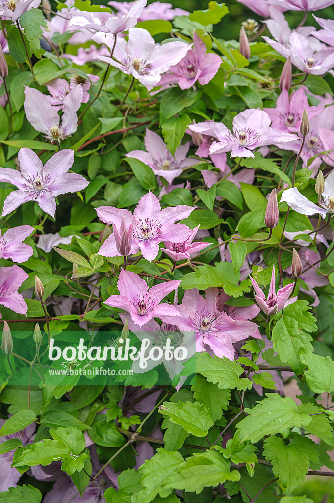 575060 - Waldrebe (Clematis Hagleys Hybrid)