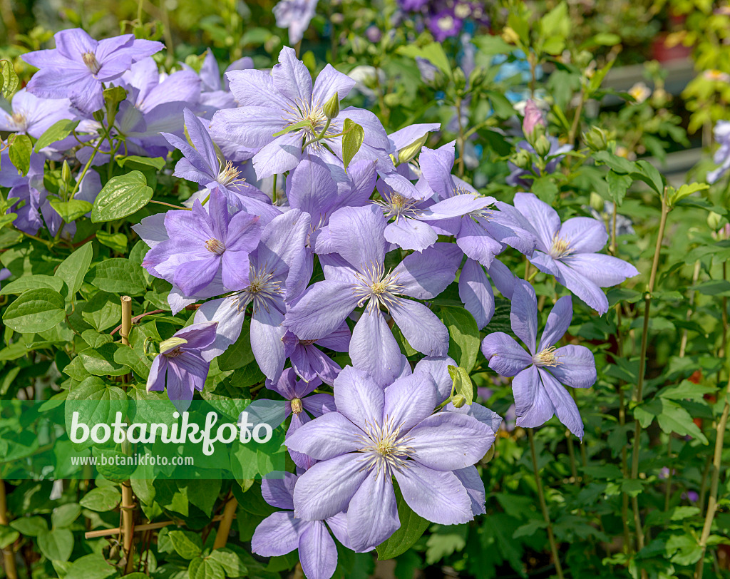 575062 - Waldrebe (Clematis Mrs Cholmondeley)