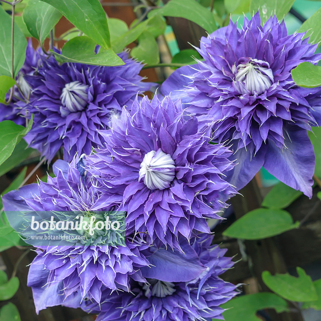 558079 - Waldrebe (Clematis Multi Blue)