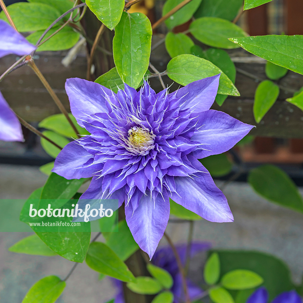 558080 - Waldrebe (Clematis Multi Blue)