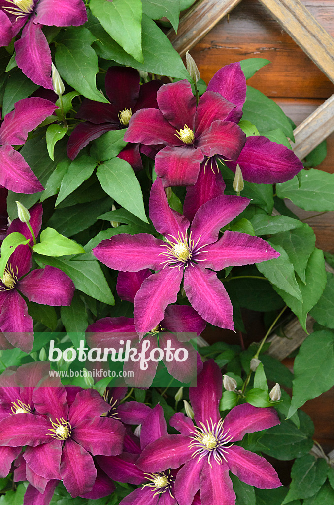 497181 - Waldrebe (Clematis Niobe)