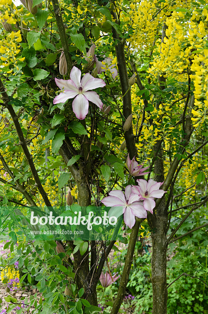 544117 - Waldrebe (Clematis Omoshiro) und Gewöhnlicher Goldregen (Laburnum anagyroides)