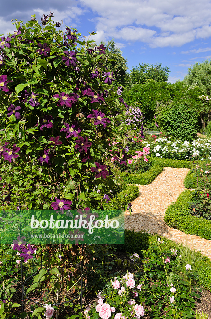 534051 - Waldrebe (Clematis) und Rosen (Rosa) in einem Rosengarten