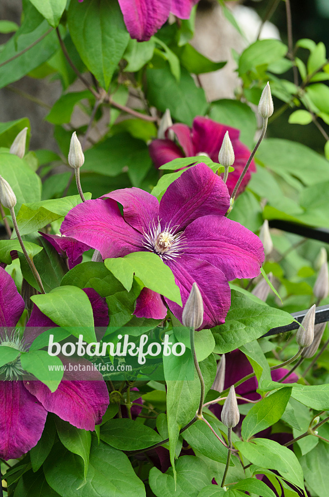 497172 - Waldrebe (Clematis Rouge Cardinal)