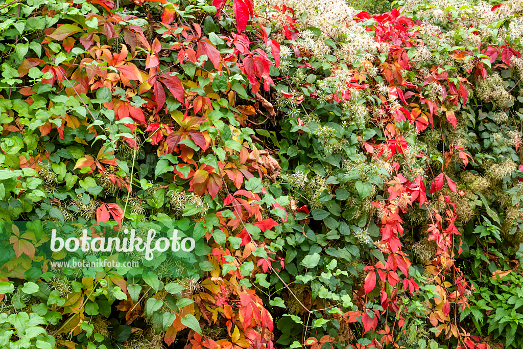 453058 - Waldrebe (Clematis) und Selbstkletternde Jungfernrebe (Parthenocissus quinquefolia)