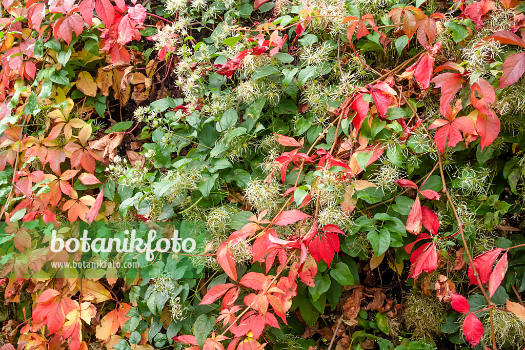 453059 - Waldrebe (Clematis) und Selbstkletternde Jungfernrebe (Parthenocissus quinquefolia)