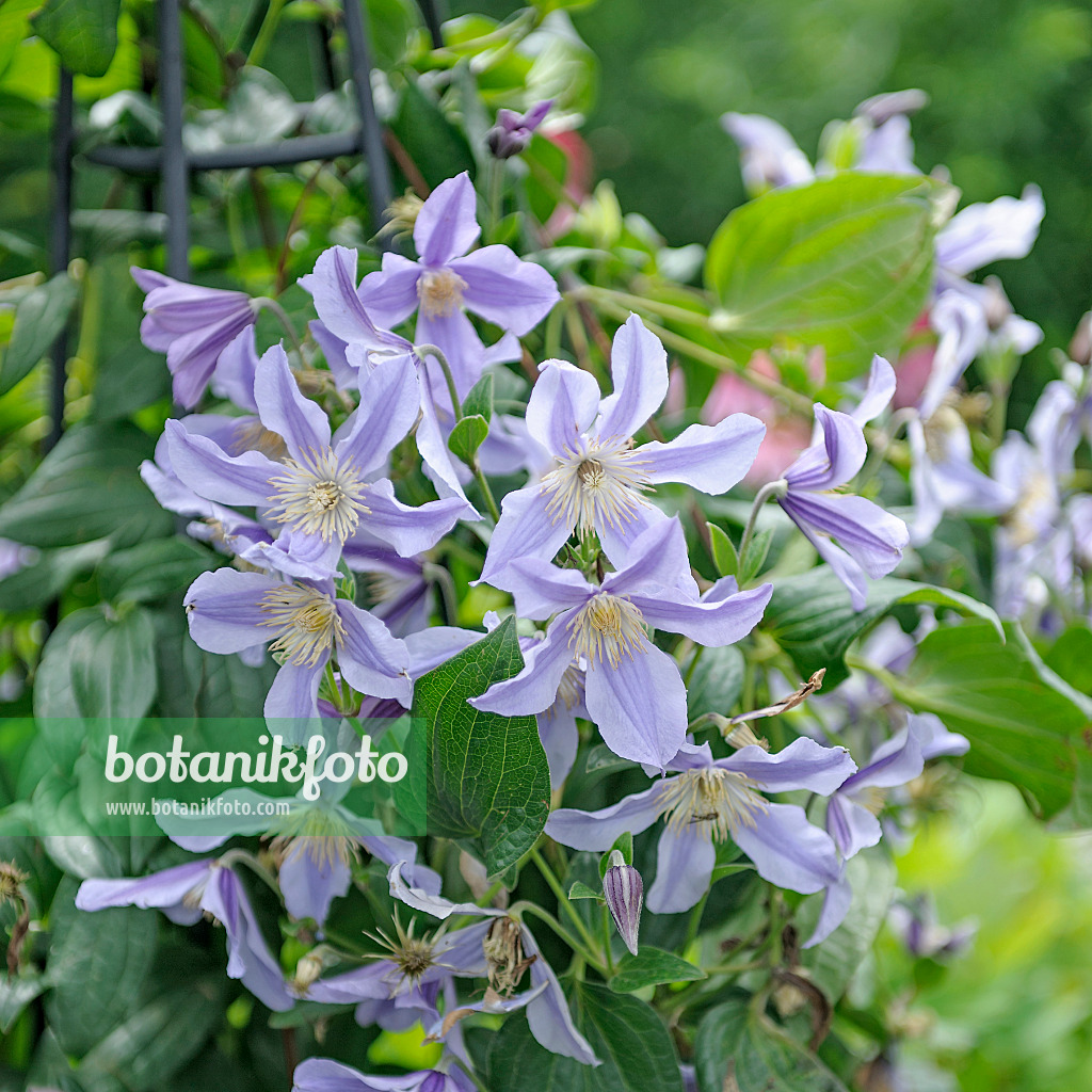 535396 - Waldrebe (Clematis Star River)