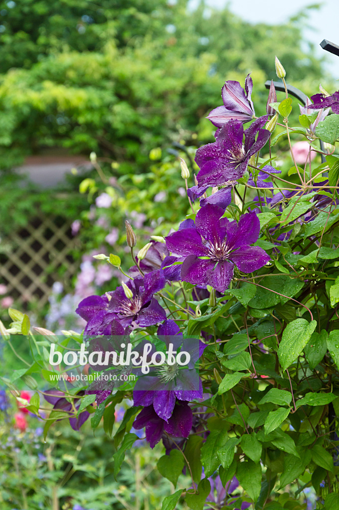 510059 - Waldrebe (Clematis The President)