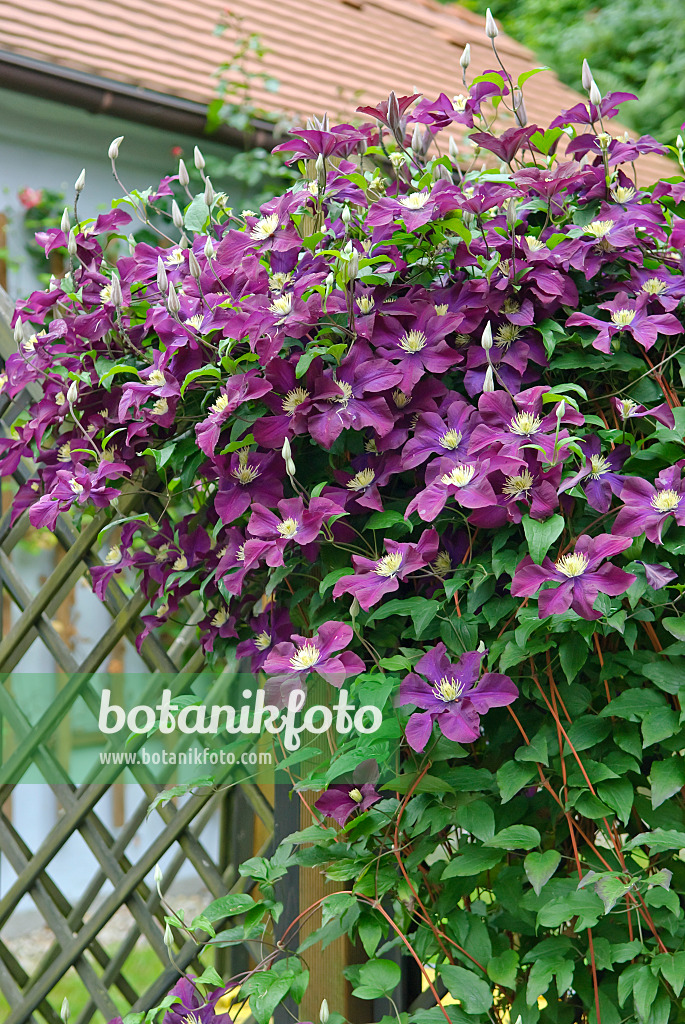 502155 - Waldrebe (Clematis The Vagabond)