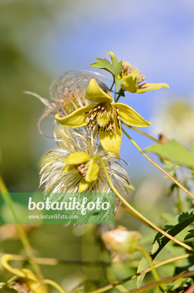 525220 - Waldrebe (Clematis tibetana)