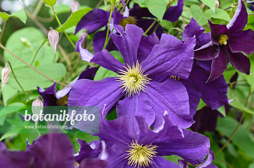 486077 - Waldrebe (Clematis Viola)