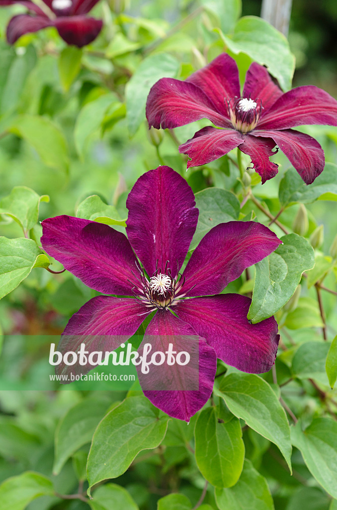 497177 - Waldrebe (Clematis Westerplatte)