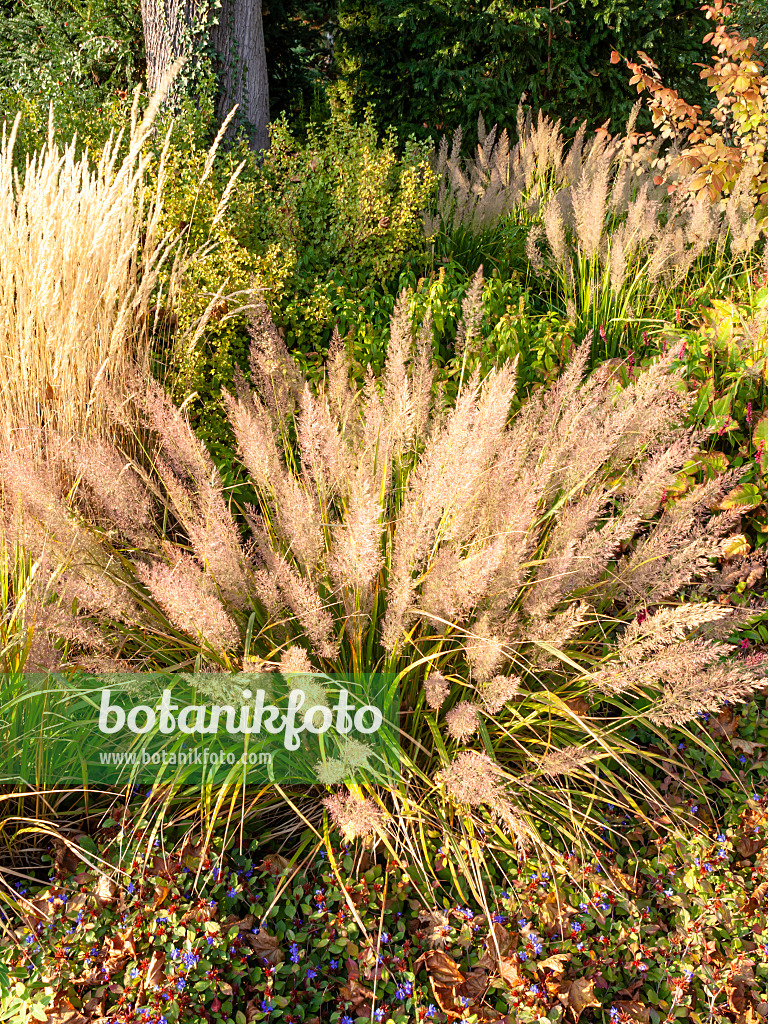 464102 - Waldreitgras (Calamagrostis arundinacea var. brachytricha syn. Achnatherum brachytricha)