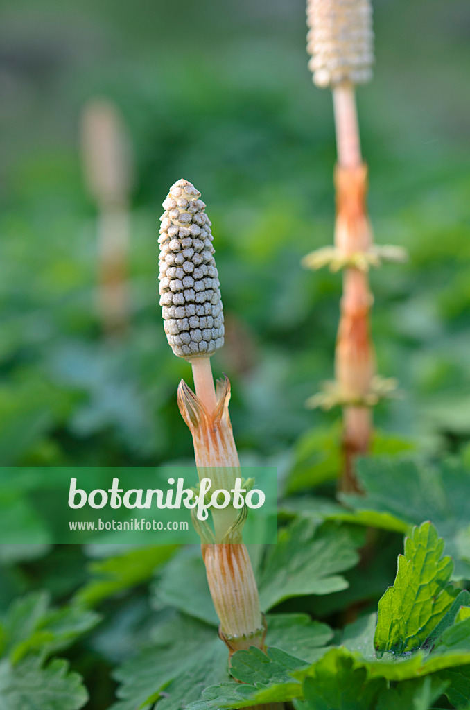 507031 - Waldschachtelhalm (Equisetum sylvaticum)