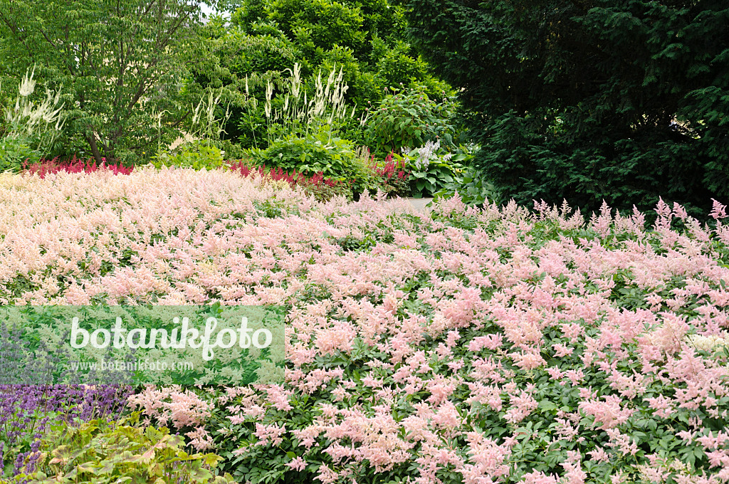 486047 - Waldspieren (Astilbe) und Traubensilberkerze (Cimicifuga racemosa syn. Actaea racemosa)