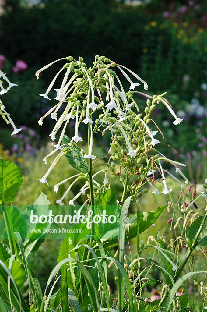 475114 - Waldtabak (Nicotiana sylvestris)