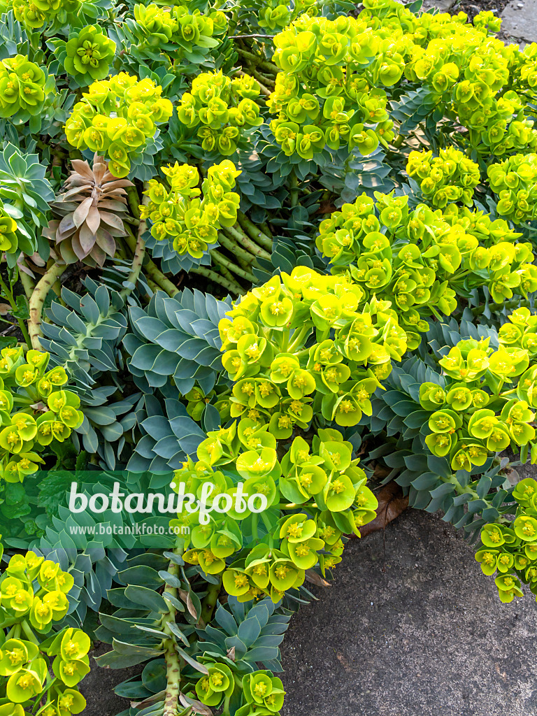 447082 - Walzenwolfsmilch (Euphorbia myrsinites)