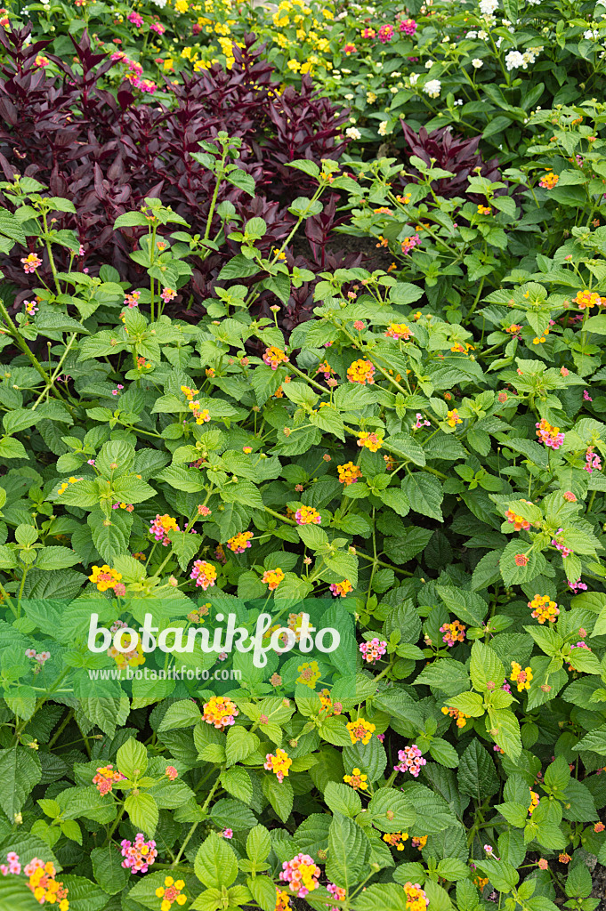 510181 - Wandelröschen (Lantana camara)